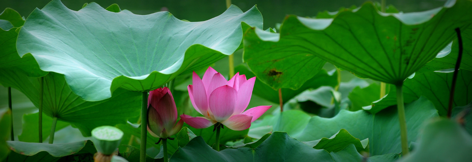 荷花 (2).jpg