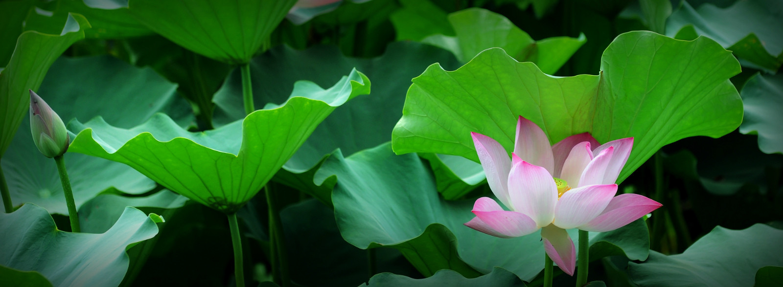 荷花 (8).jpg