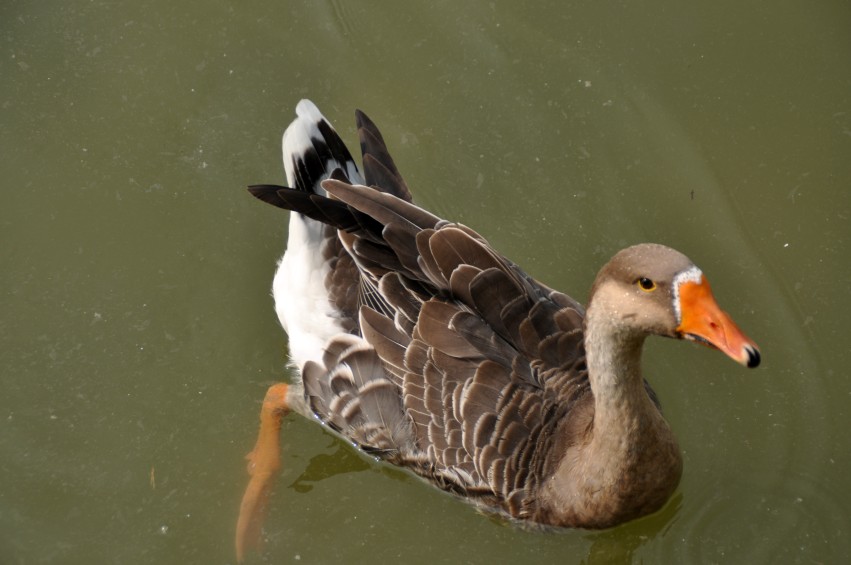 DSC_0080_conew1.jpg