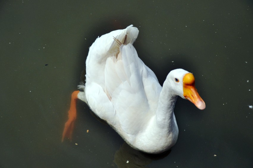 DSC_0075_conew1.jpg