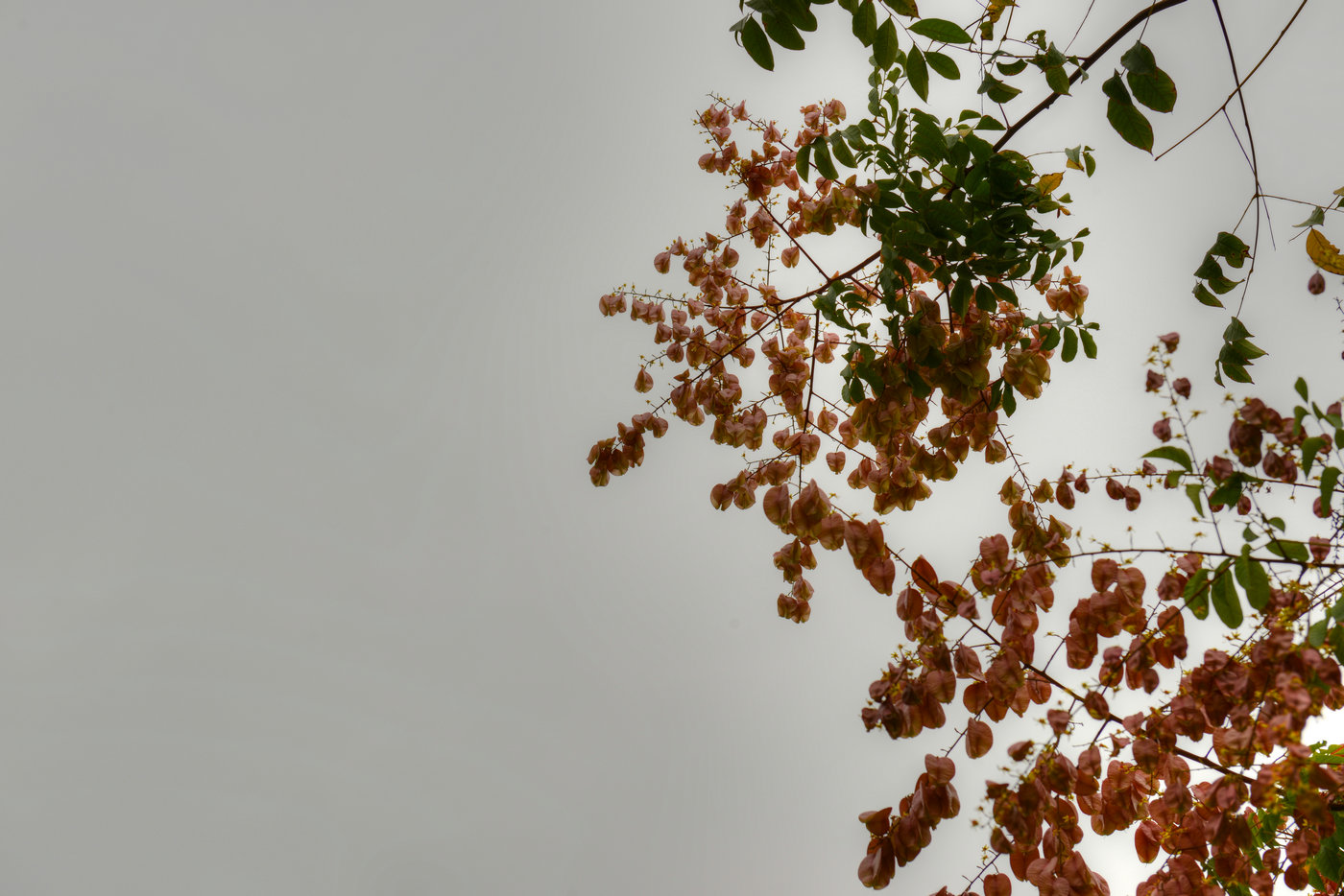 DSC_19381.jpg