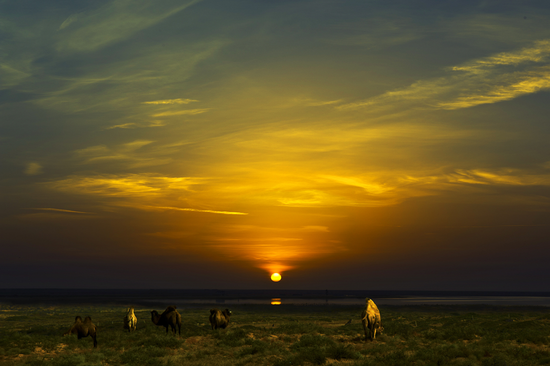 夕阳骆驼-1-1.jpg
