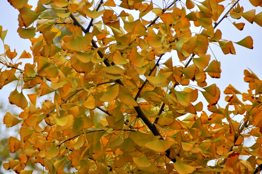 DSC_0001_conew1.jpg