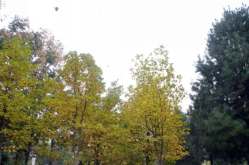 DSC_0034_conew1.jpg