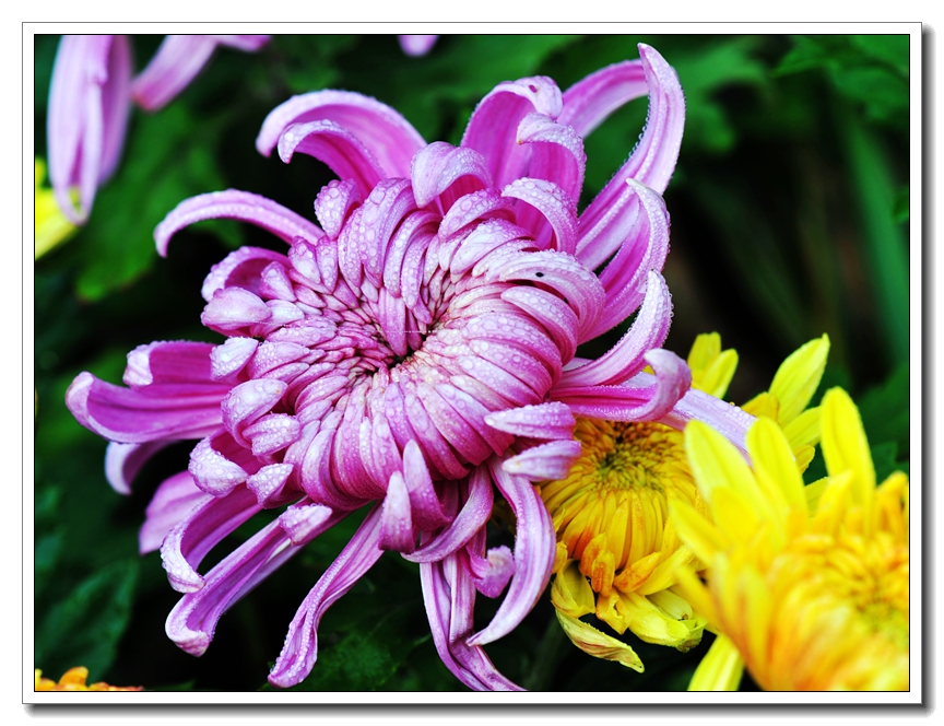 菊花29.jpg