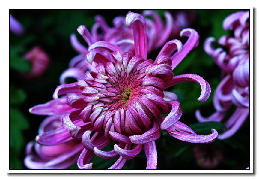 菊花31.jpg