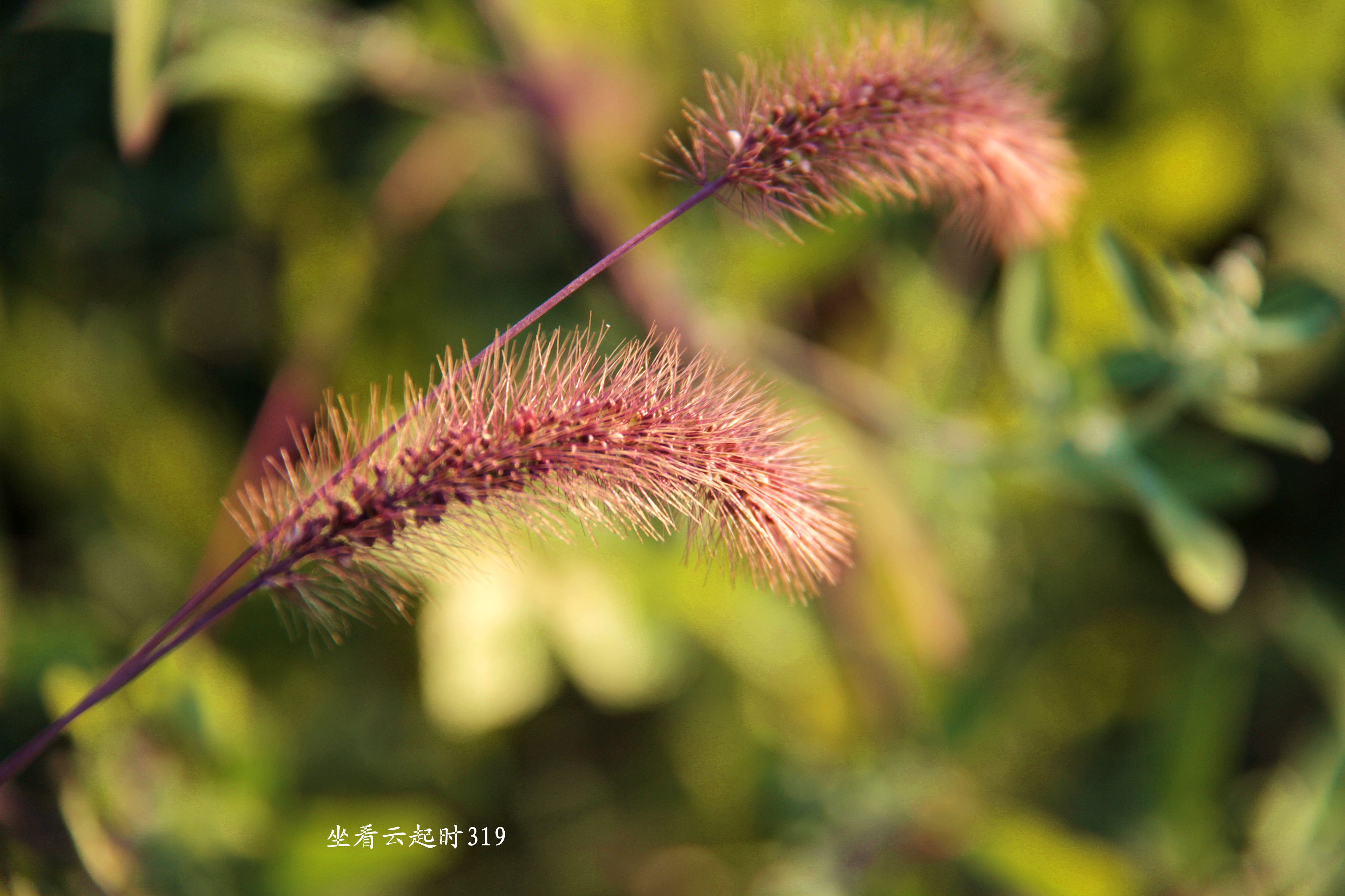 狗尾草2.jpg