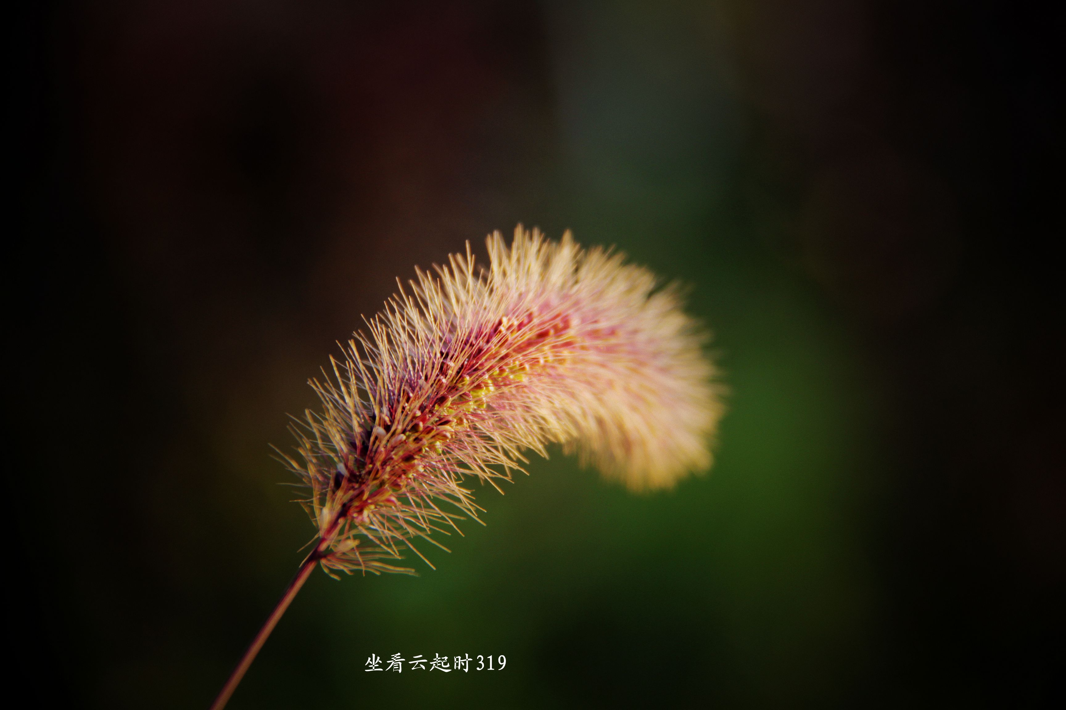 狗尾草4.jpg