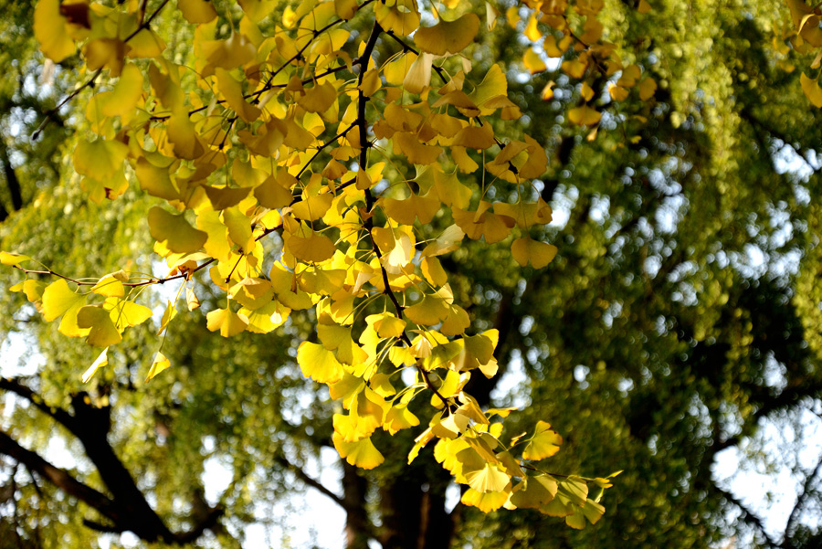 DSC_1231.jpg