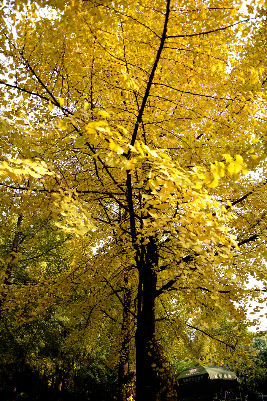 DSC_1269.jpg
