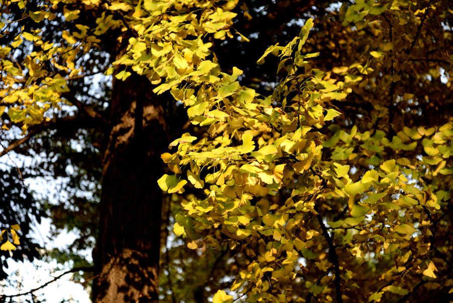 DSC_1285.jpg