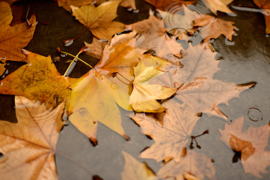 DSC_1434.jpg