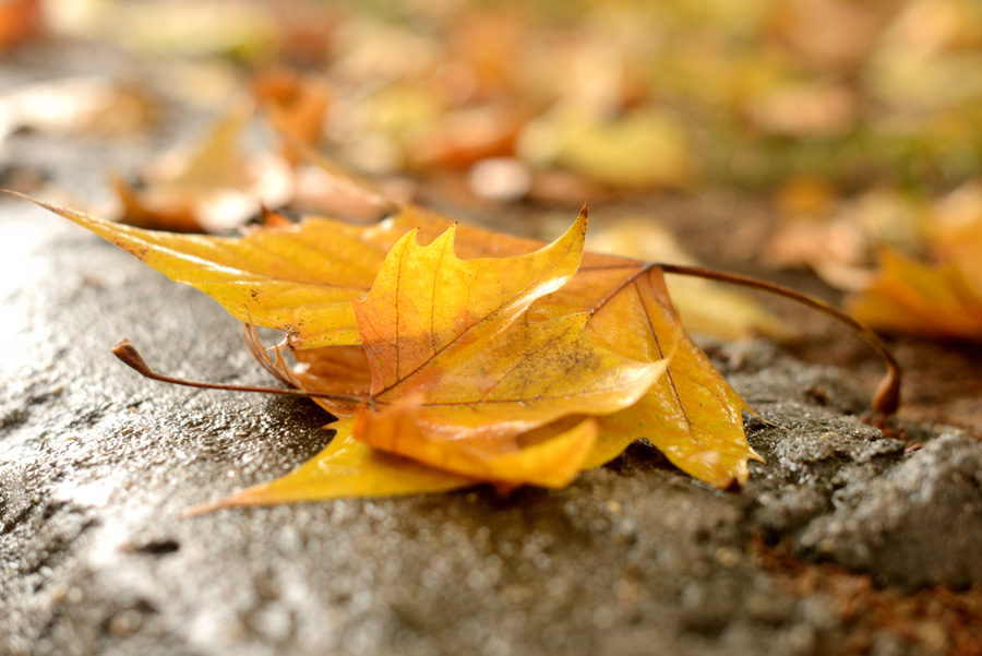 DSC_1461.jpg