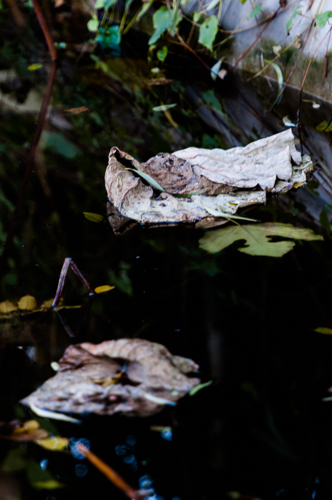 _DSC3711.jpg