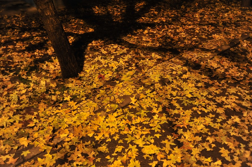 DSC_4772.JPG