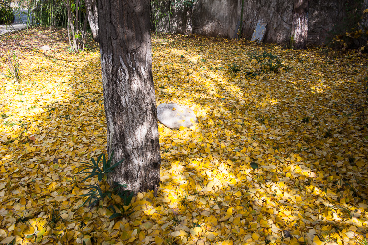 DSC_4625.jpg
