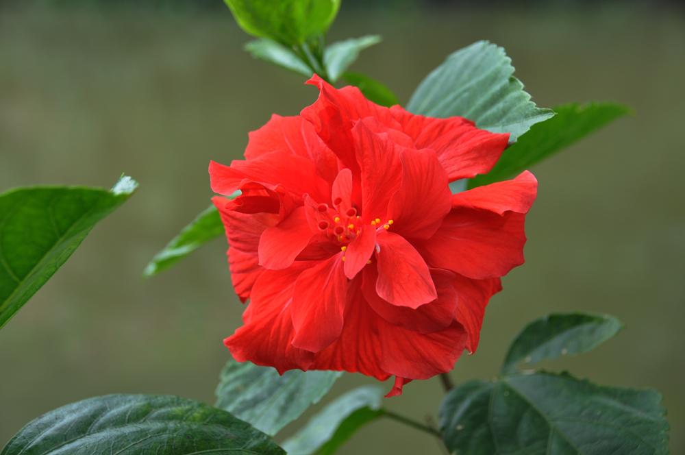 DSC_003.jpg