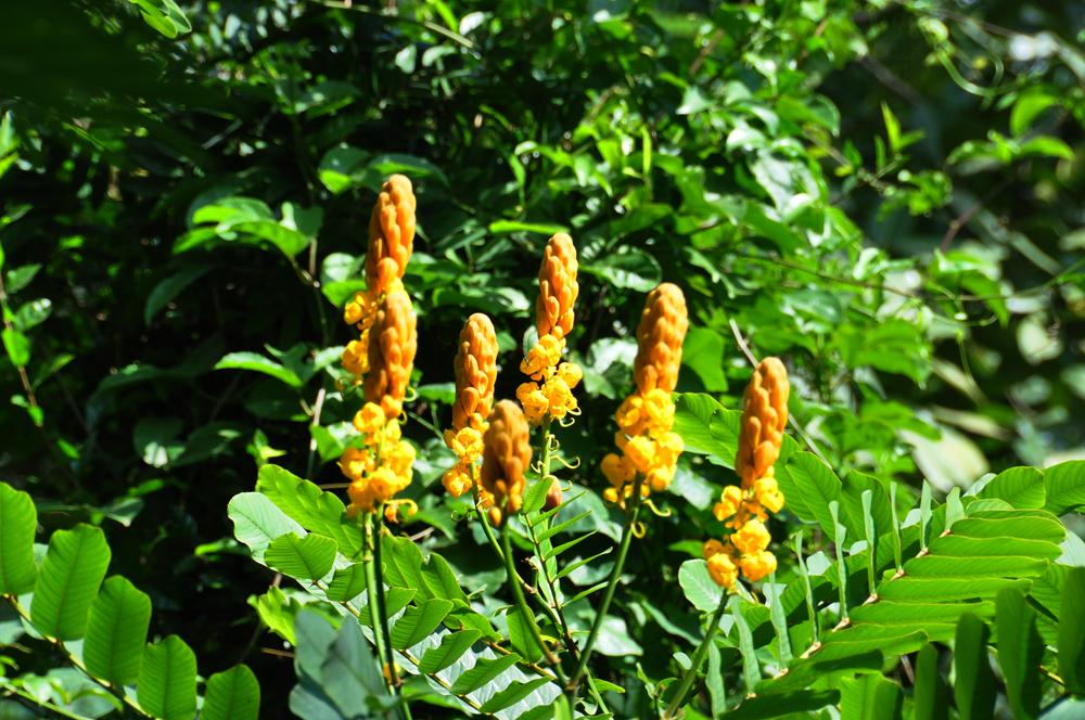 DSC_034.jpg