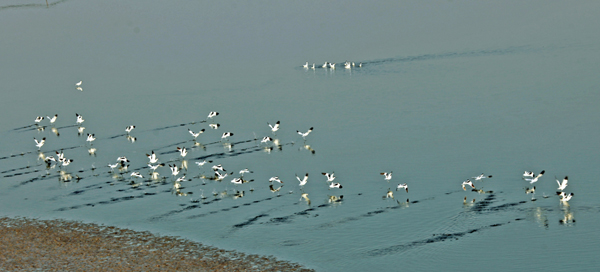 黄河湿地 (9).jpg