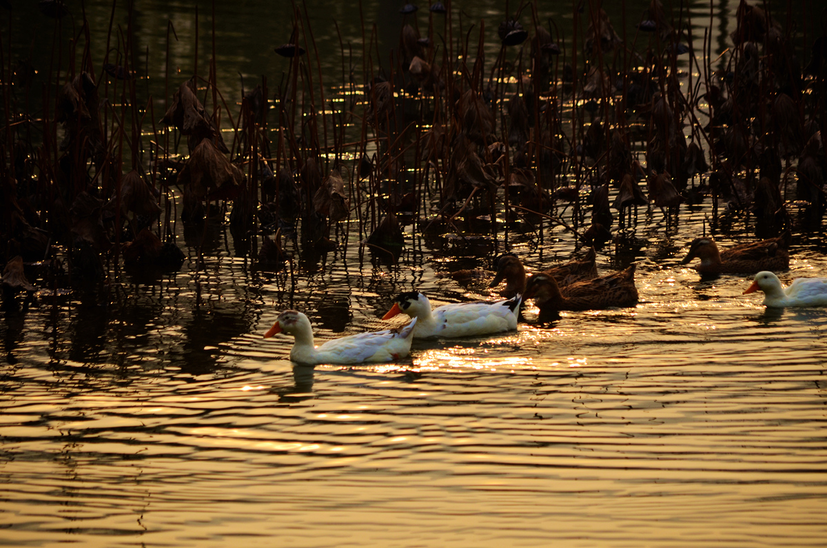 DSC_3250_副本3.jpg