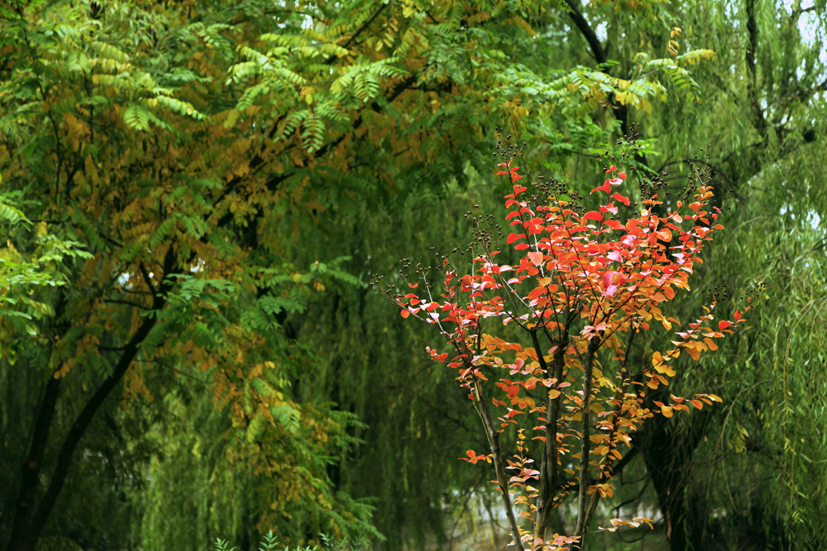 _MG_6390.jpg