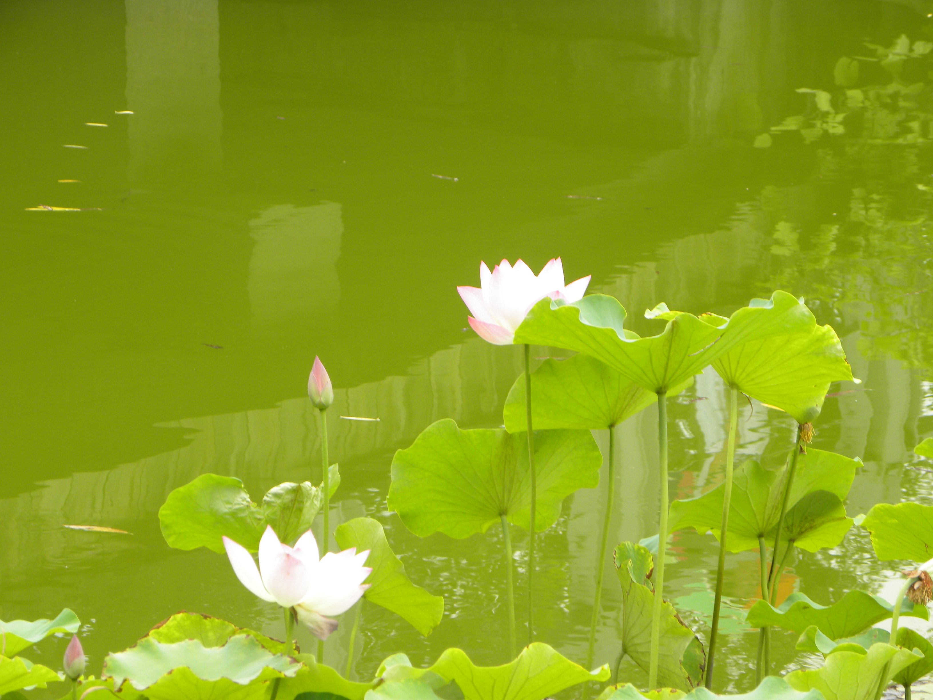 DSCN8597.JPG