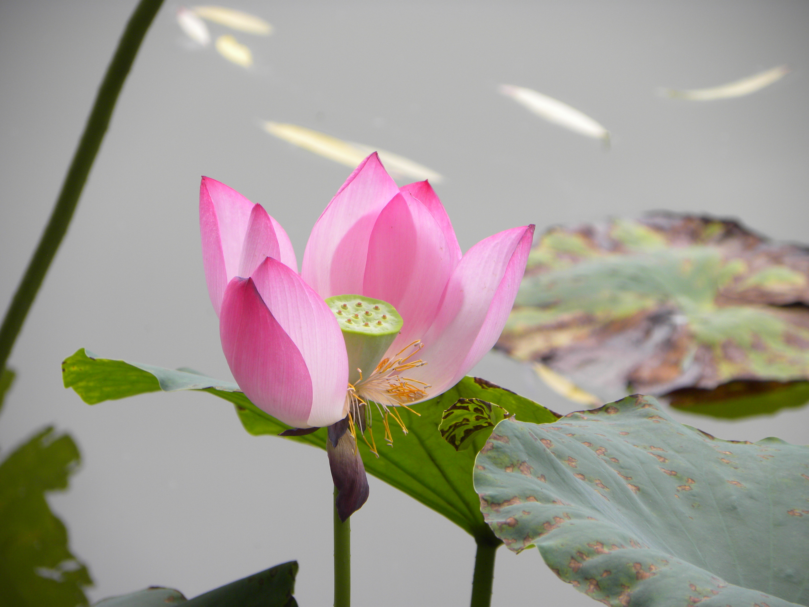 DSCN9008.JPG