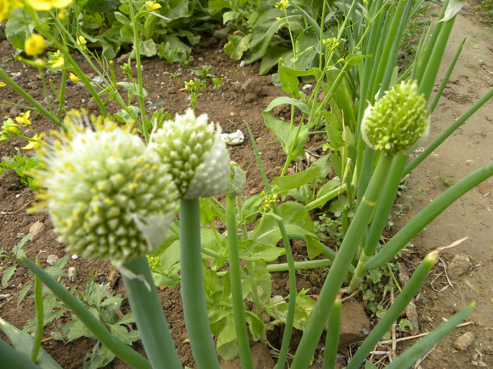 DSCN0658.JPG