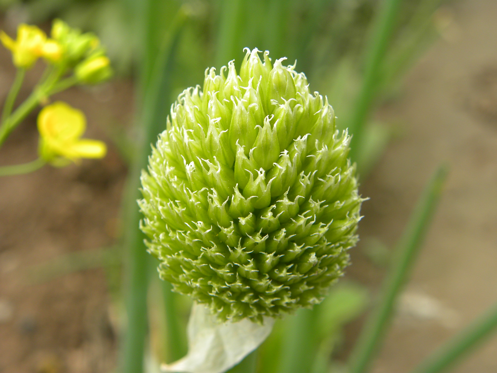 DSCN0653.JPG