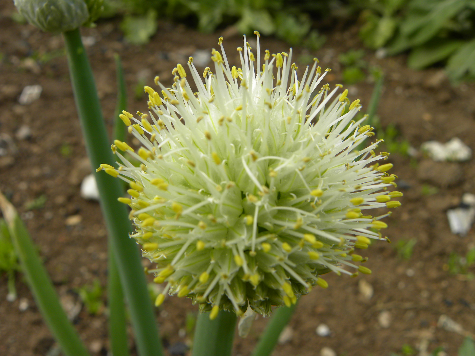 DSCN0654.JPG