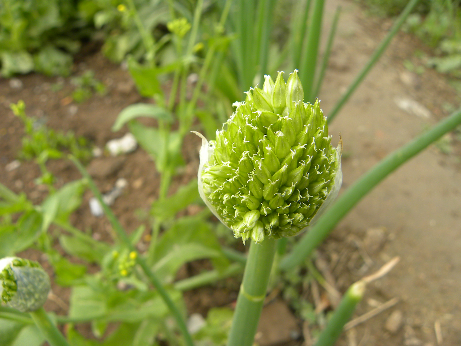 DSCN0657.JPG