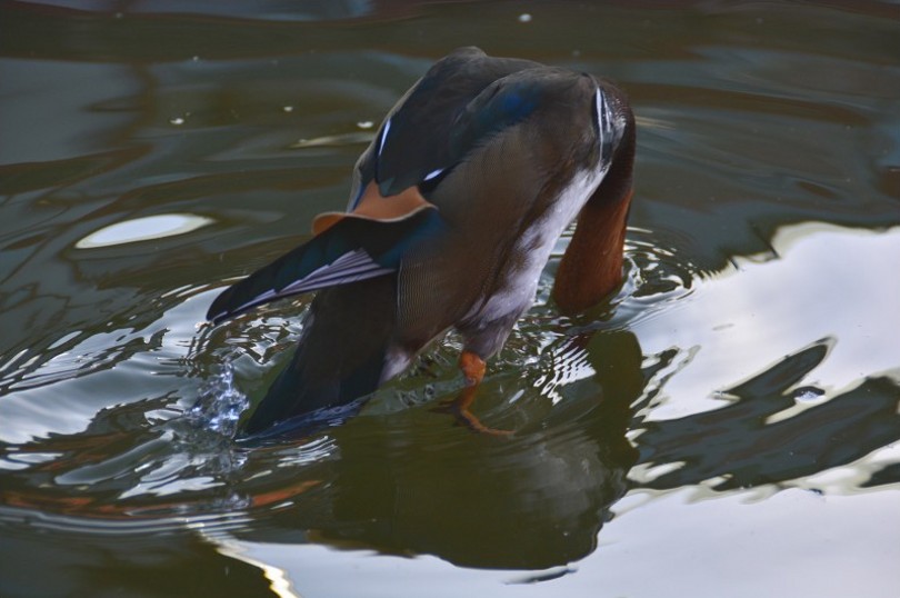 DSC_0199_conew2.jpg
