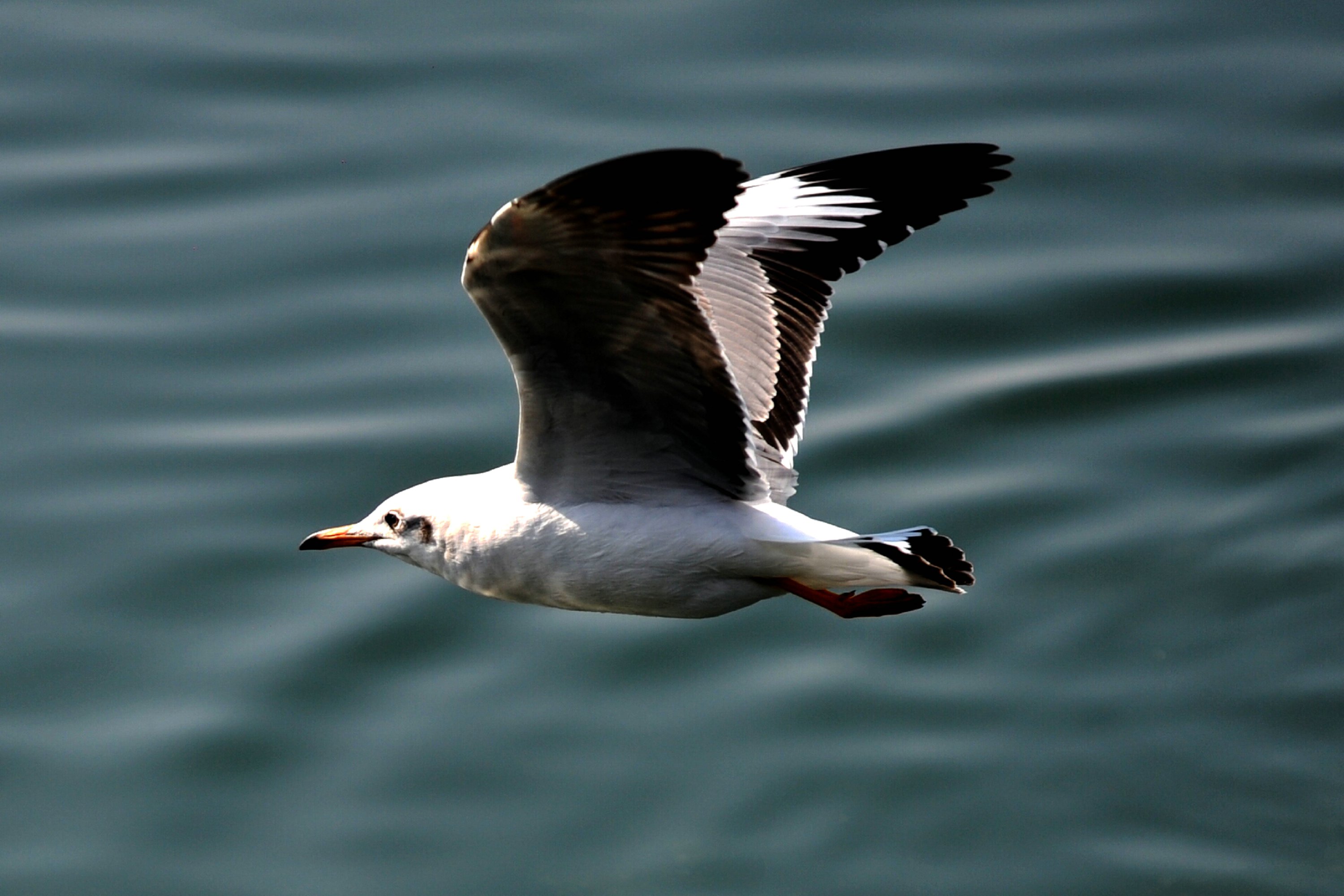 DSC_6742.JPG