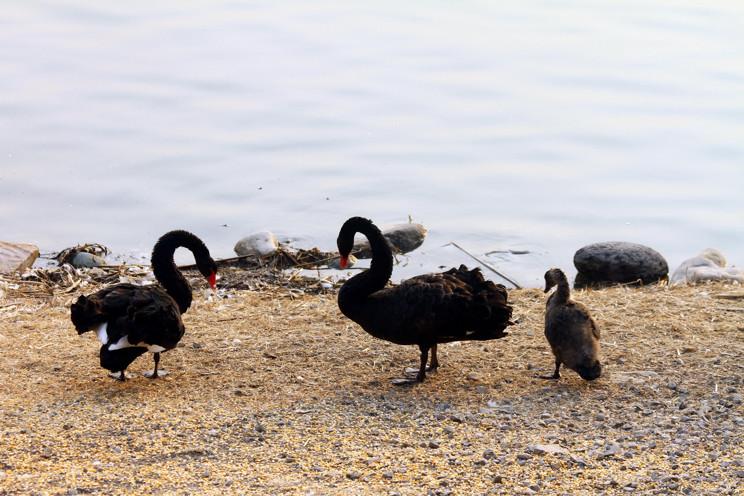 IMG_5881A_调整大小.jpg
