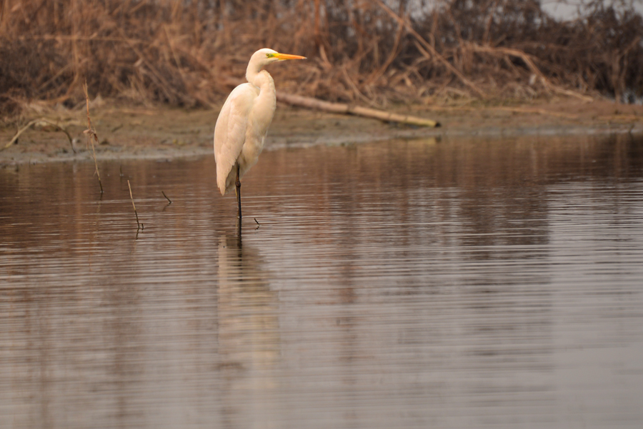 DSC_1079.JPG
