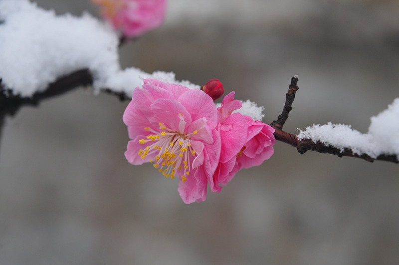 DSC_4752_副本.jpg
