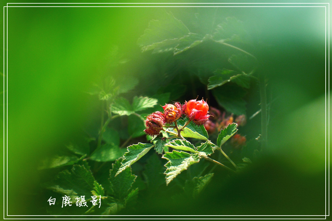 P1190181_副本.jpg