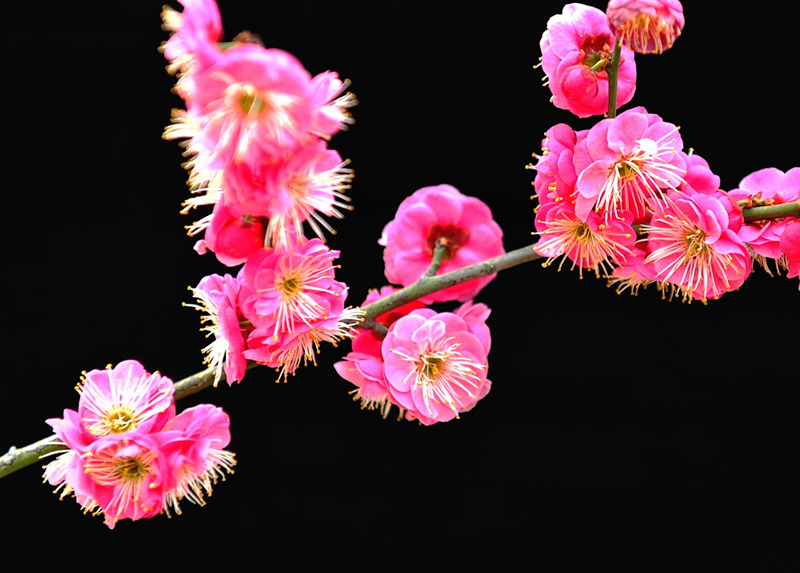 DSC_6814_副本_副本 - 副本.jpg