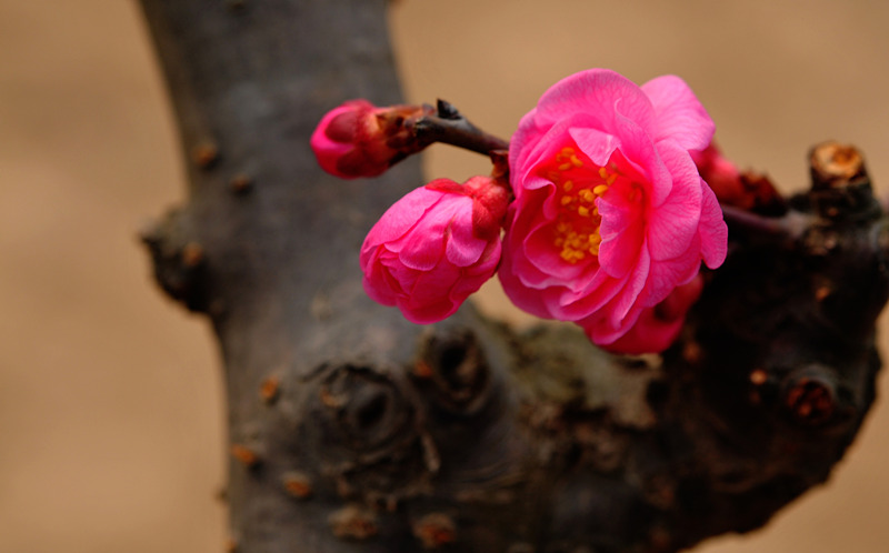 DSC_7156_副本_副本_副本.jpg