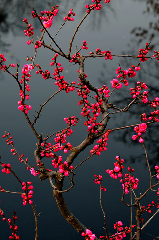 DSC_7171_副本_副本.jpg
