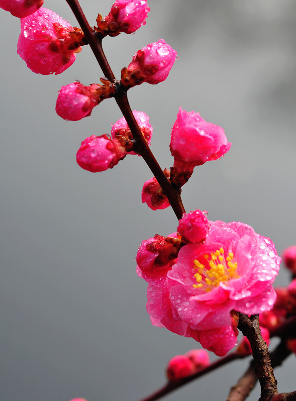 DSC_7187_副本_副本.jpg