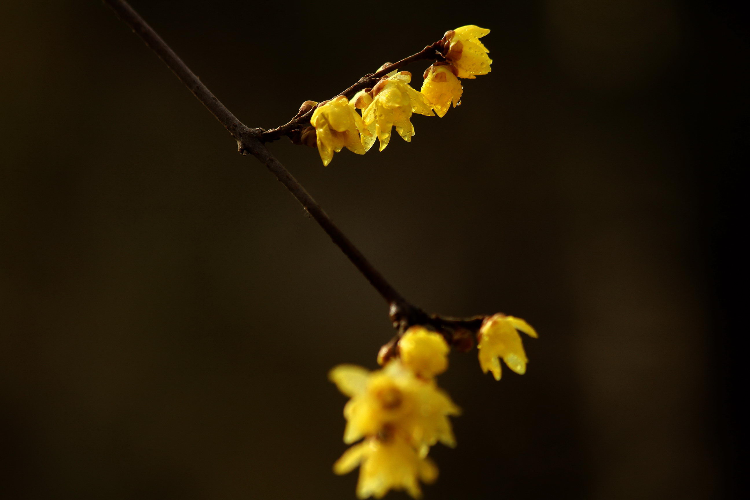 IMG_5915A_调整大小.jpg