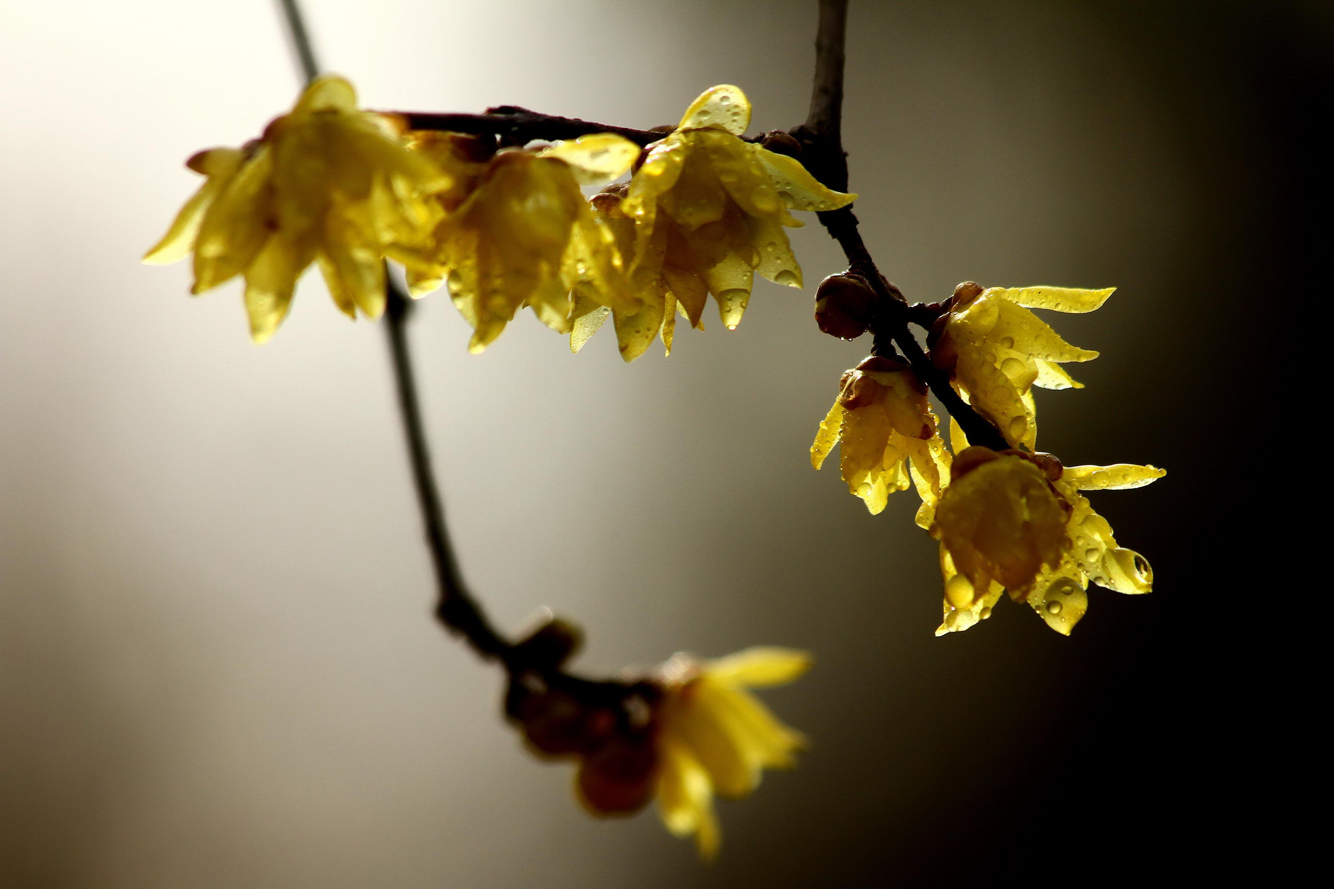 IMG_5954a_调整大小.jpg