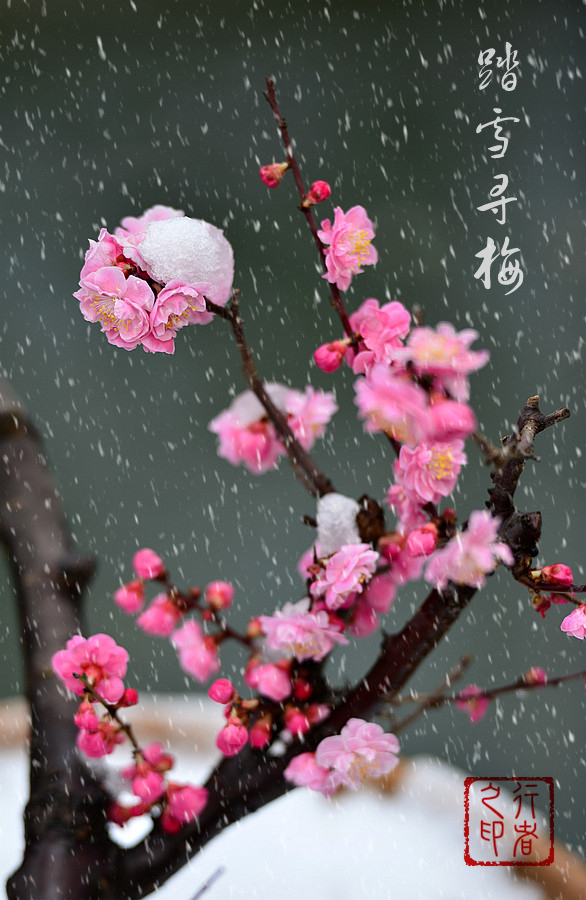 雪梅-2.jpg