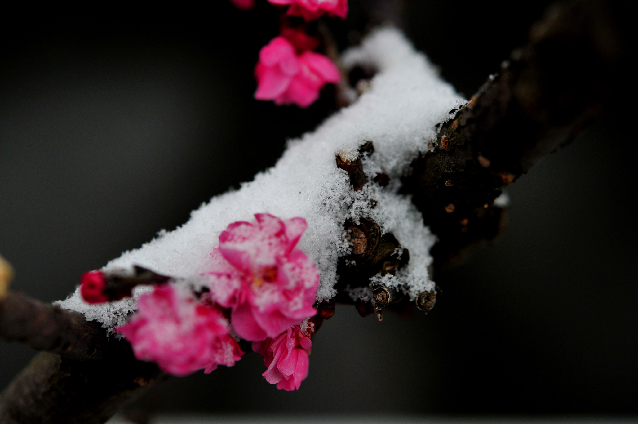DSC_7334_副本.jpg