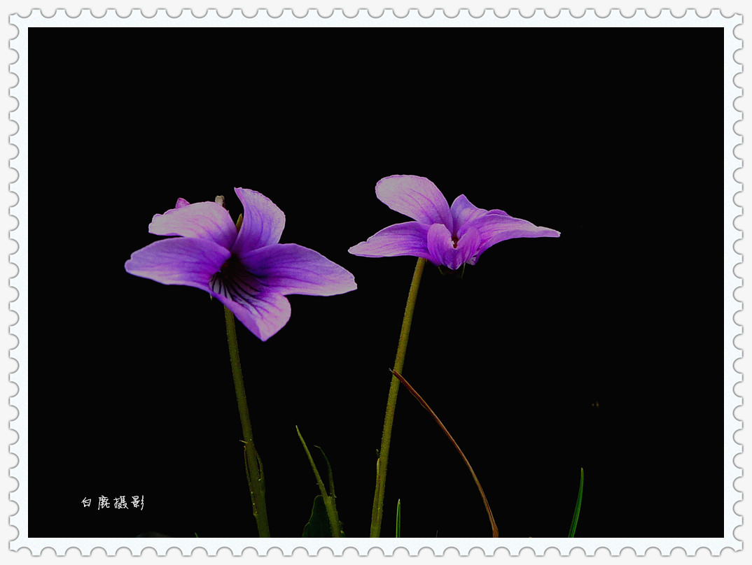 P1140003_副本.jpg
