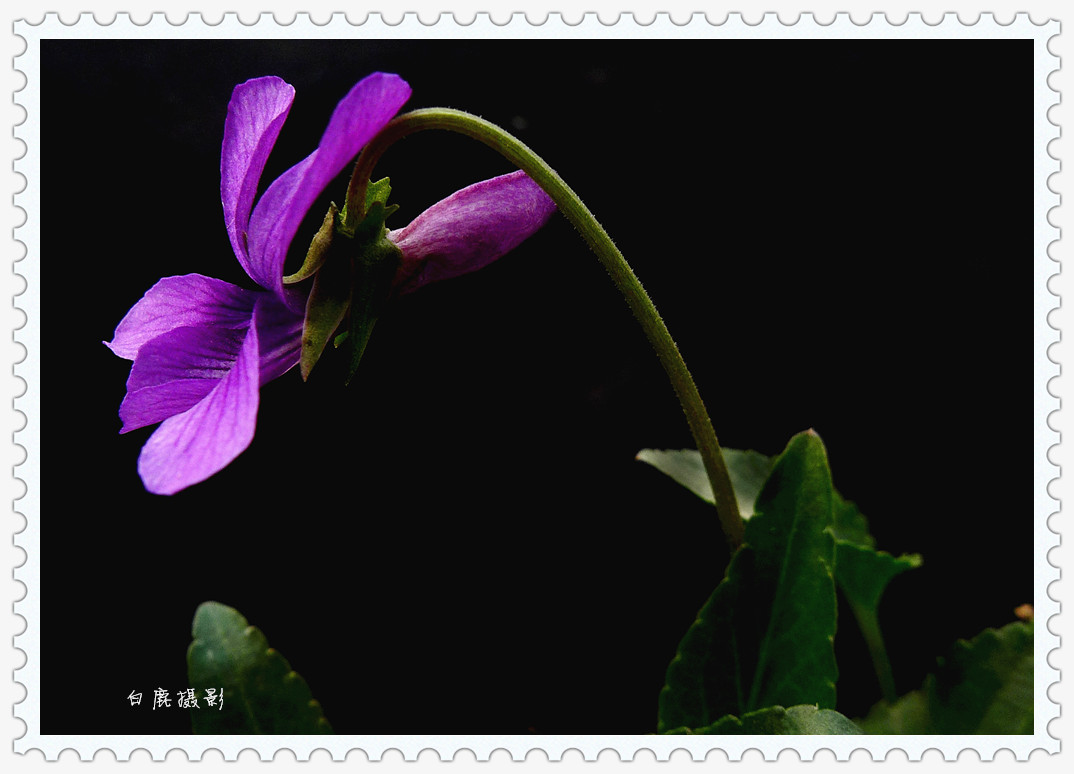 P1140010_副本.jpg