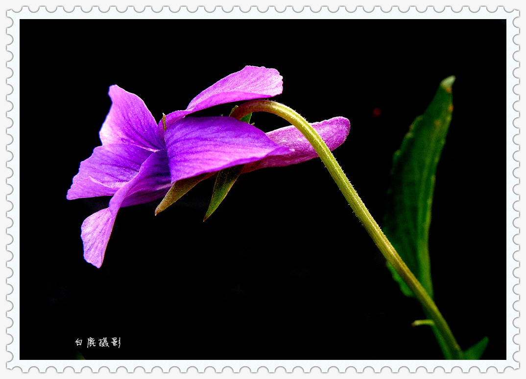 P1140031_副本.jpg