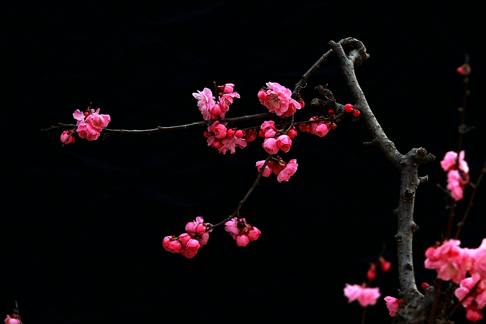 红梅4.jpg