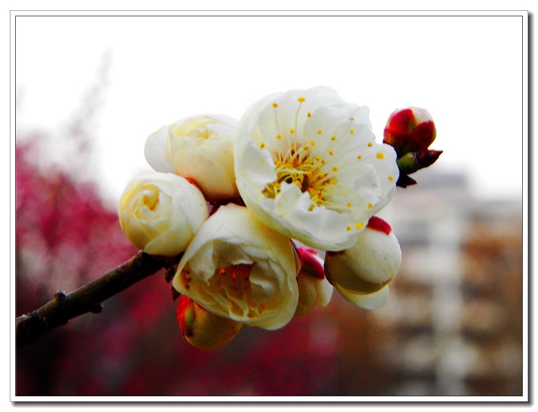 DSCN8585.JPG